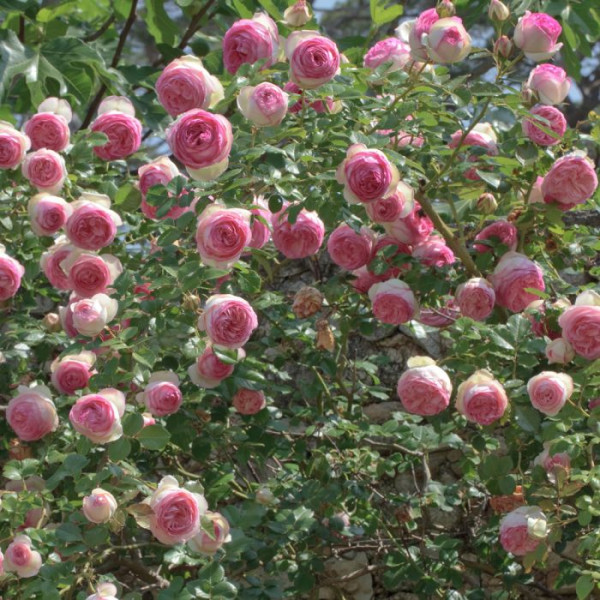 PIERRE DE RONSARD® Meiviolin PIERRE DE RONSARD® Meiviolin